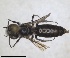  ( - RMNH.INS.1663270)  @11 [ ] by-nc-sa (2024) Unspecified Naturalis Biodiversity Centre