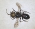  ( - RMNH.INS.1663271)  @11 [ ] by-nc-sa (2024) Unspecified Naturalis Biodiversity Centre