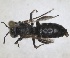  ( - RMNH.INS.1663272)  @11 [ ] by-nc-sa (2024) Unspecified Naturalis Biodiversity Centre