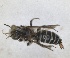  ( - RMNH.INS.1663273)  @11 [ ] by-nc-sa (2024) Unspecified Naturalis Biodiversity Centre