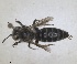  (Hoplitis bispinosa - RMNH.INS.1663274)  @11 [ ] by-nc-sa (2024) Unspecified Naturalis Biodiversity Centre
