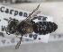  (Hoplitis ciliaris - RMNH.INS.1663275)  @11 [ ] by-nc-sa (2024) Unspecified Naturalis Biodiversity Centre
