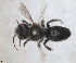  ( - RMNH.INS.1663276)  @11 [ ] by-nc-sa (2024) Unspecified Naturalis Biodiversity Centre