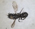  ( - RMNH.INS.1663277)  @11 [ ] by-nc-sa (2024) Unspecified Naturalis Biodiversity Centre