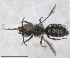  (Hoplitis tenuispina - RMNH.INS.1663282)  @11 [ ] by-nc-sa (2024) Unspecified Naturalis Biodiversity Centre