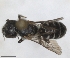  ( - RMNH.INS.1663284)  @11 [ ] by-nc-sa (2024) Unspecified Naturalis Biodiversity Centre