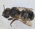  ( - RMNH.INS.1663285)  @11 [ ] by-nc-sa (2024) Unspecified Naturalis Biodiversity Centre
