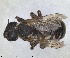  (Hoplitis tigrina - RMNH.INS.1663286)  @11 [ ] by-nc-sa (2024) Unspecified Naturalis Biodiversity Centre