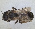  ( - RMNH.INS.1663287)  @11 [ ] by-nc-sa (2024) Unspecified Naturalis Biodiversity Centre
