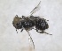  ( - RMNH.INS.1663288)  @11 [ ] by-nc-sa (2024) Unspecified Naturalis Biodiversity Centre