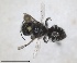  ( - RMNH.INS.1663289)  @11 [ ] by-nc-sa (2024) Unspecified Naturalis Biodiversity Centre