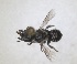  (Hoplitis zandeni - RMNH.INS.1663290)  @11 [ ] by-nc-sa (2024) Unspecified Naturalis Biodiversity Centre