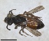  ( - RMNH.INS.1663302)  @11 [ ] by-nc-sa (2024) Unspecified Naturalis Biodiversity Centre