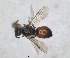  (Sphecodes hirtellus - RMNH.INS.1663305)  @11 [ ] by-nc-sa (2024) Unspecified Naturalis Biodiversity Centre