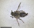  ( - RMNH.INS.1663310)  @11 [ ] by-nc-sa (2024) Unspecified Naturalis Biodiversity Centre