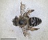  ( - RMNH.INS.1663311)  @11 [ ] by-nc-sa (2024) Unspecified Naturalis Biodiversity Centre