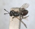  ( - RMNH.INS.1663316)  @11 [ ] by-nc-sa (2024) Unspecified Naturalis Biodiversity Centre