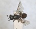  ( - RMNH.INS.1663317)  @11 [ ] by-nc-sa (2024) Unspecified Naturalis Biodiversity Centre