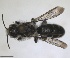  (Chelostoma transversum - RMNH.INS.1715517)  @11 [ ] by-nc-sa (2025) Unspecified Naturalis Biodiversity Center