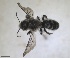  ( - RMNH.INS.1715518)  @11 [ ] by-nc-sa (2025) Unspecified Naturalis Biodiversity Center