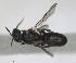  (Chelostoma hellenicum - RMNH.INS.1715519)  @11 [ ] by-nc-sa (2025) Unspecified Naturalis Biodiversity Center