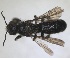  (Chelostoma handlirschi - RMNH.INS.1715521)  @11 [ ] by-nc-sa (2025) Unspecified Naturalis Biodiversity Center