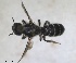  ( - RMNH.INS.1715522)  @11 [ ] by-nc-sa (2025) Unspecified Naturalis Biodiversity Center