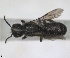  (Stenoheriades coelostoma - RMNH.INS.1715523)  @11 [ ] by-nc-sa (2025) Unspecified Naturalis Biodiversity Center