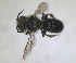  (Hoplitis pici - RMNH.INS.1715526)  @11 [ ] by-nc-sa (2025) Unspecified Naturalis Biodiversity Center