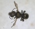  (Osmia hellados - RMNH.INS.1715531)  @11 [ ] by-nc-sa (2025) Unspecified Naturalis Biodiversity Center