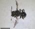  (Hoplitis fabrei - RMNH.INS.1715532)  @11 [ ] by-nc-sa (2025) Unspecified Naturalis Biodiversity Center
