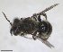  ( - RMNH.INS.1715533)  @11 [ ] by-nc-sa (2025) Unspecified Naturalis Biodiversity Center