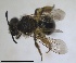  ( - RMNH.INS.1715540)  @11 [ ] by-nc-sa (2025) Unspecified Naturalis Biodiversity Center