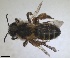  ( - RMNH.INS.1715551)  @11 [ ] by-nc-sa (2025) Unspecified Naturalis Biodiversity Center