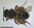  ( - RMNH.INS.1715552)  @11 [ ] by-nc-sa (2025) Unspecified Naturalis Biodiversity Center