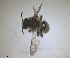  ( - RMNH.INS.1715554)  @11 [ ] by-nc-sa (2025) Unspecified Naturalis Biodiversity Center