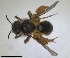  ( - RMNH.INS.1715557)  @11 [ ] by-nc-sa (2025) Unspecified Naturalis Biodiversity Center