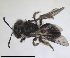 ( - RMNH.INS.1715561)  @11 [ ] by-nc-sa (2025) Unspecified Naturalis Biodiversity Center