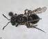  ( - RMNH.INS.1715562)  @11 [ ] by-nc-sa (2025) Unspecified Naturalis Biodiversity Center