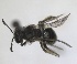  ( - RMNH.INS.1715570)  @11 [ ] by-nc-sa (2025) Unspecified Naturalis Biodiversity Center