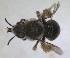  (Eucera bidentata - RMNH.INS.1715583)  @11 [ ] by-nc-sa (2025) Unspecified Naturalis Biodiversity Center