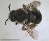  ( - RMNH.INS.1715584)  @11 [ ] by-nc-sa (2025) Unspecified Naturalis Biodiversity Center