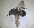 ( - RMNH.INS.1715586)  @11 [ ] by-nc-sa (2025) Unspecified Naturalis Biodiversity Center
