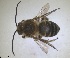  ( - RMNH.INS.1715587)  @11 [ ] by-nc-sa (2025) Unspecified Naturalis Biodiversity Center