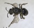  ( - RMNH.INS.1715594)  @11 [ ] by-nc-sa (2025) Unspecified Naturalis Biodiversity Center