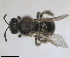  ( - RMNH.INS.1715601)  @11 [ ] by-nc-sa (2025) Unspecified Naturalis Biodiversity Center