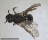  ( - RMNH.INS.1715603)  @11 [ ] by-nc-sa (2025) Unspecified Naturalis Biodiversity Center