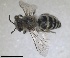  ( - RMNH.INS.1715604)  @11 [ ] by-nc-sa (2025) Unspecified Naturalis Biodiversity Center