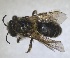  (Colletes cariniger - RMNH.INS.1715606)  @11 [ ] by-nc-sa (2025) Unspecified Naturalis Biodiversity Center