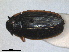  ( - RMNH.INS.655266)  @11 [ ] by-nc-sa (2024) Unspecified Naturalis Biodiversity Centre
